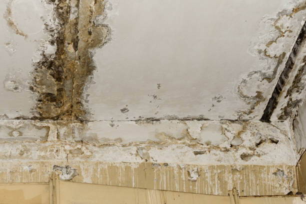 Trusted Haltom City, TX Mold Prevention & Removal  Experts